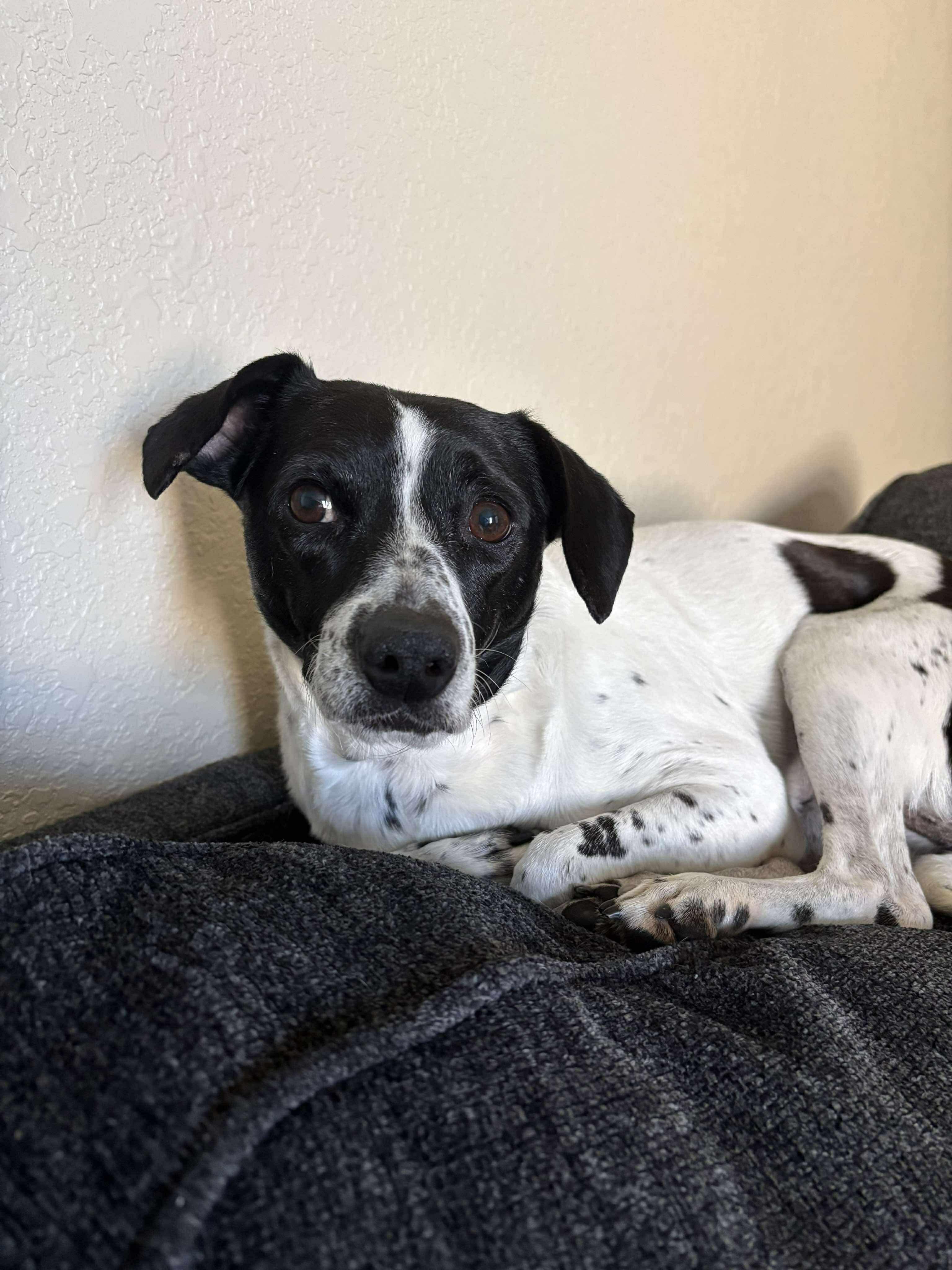 Enlarge Bonnie Pea Pod, a ADOPTABLE mixed breed in Boston, MA image 1/6