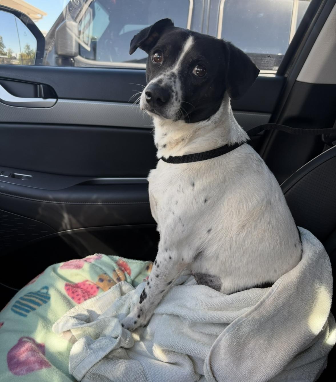 Enlarge Bonnie Pea Pod, a ADOPTABLE mixed breed in Boston, MA image 1/5