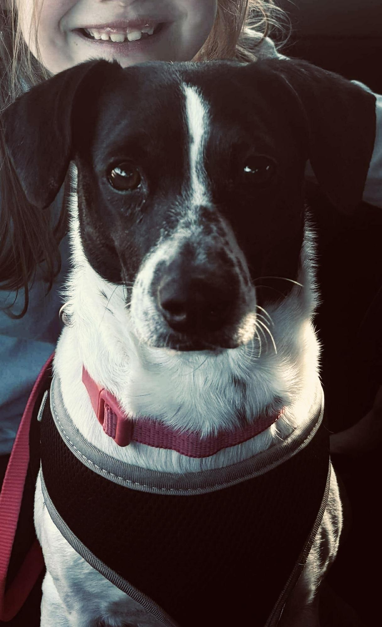 Bonnie Pea Pod, ADOPTABLE, Adult Female Terrier & Pointer.