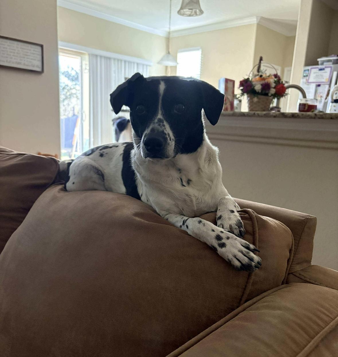 Enlarge Bonnie Pea Pod, a ADOPTABLE mixed breed in Boston, MA image 2/5