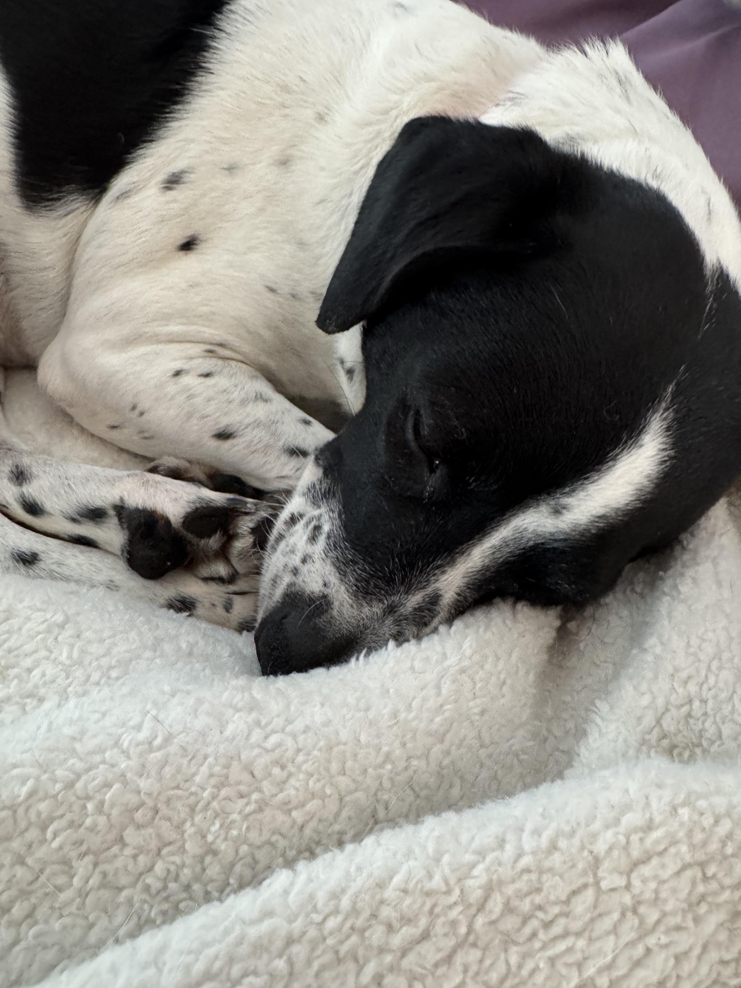 Bonnie Pea Pod, a ADOPTABLE mixed breed in Boston, MA image 2/5