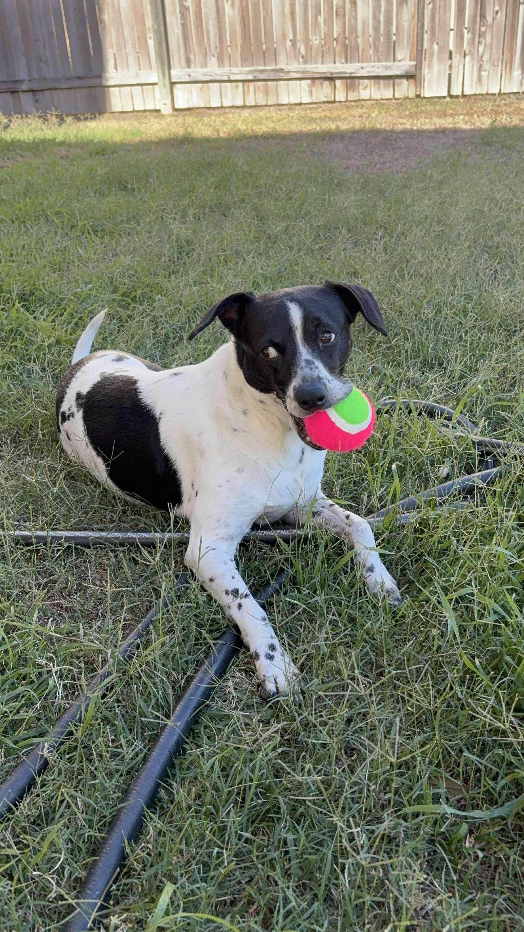 Bonnie Pea Pod thumbnail 6