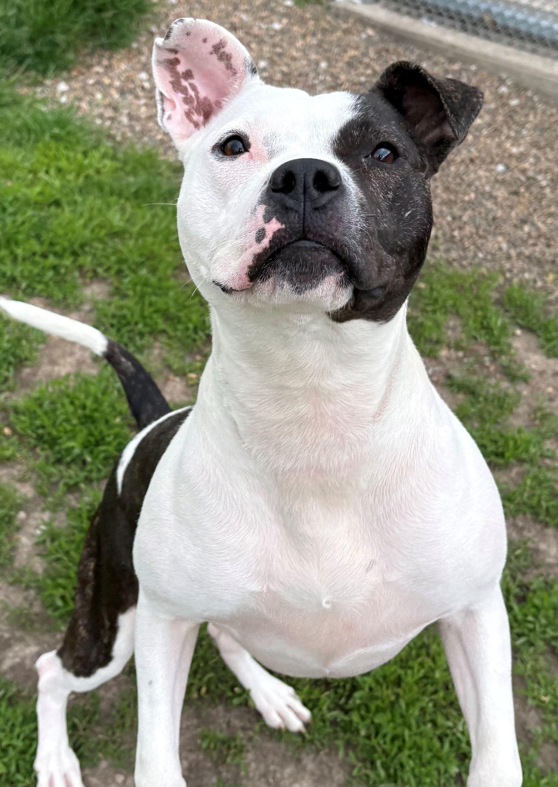 Enlarge Frannie, a ADOPTABLE mixed breed in Iowa City, IA image 3/3
