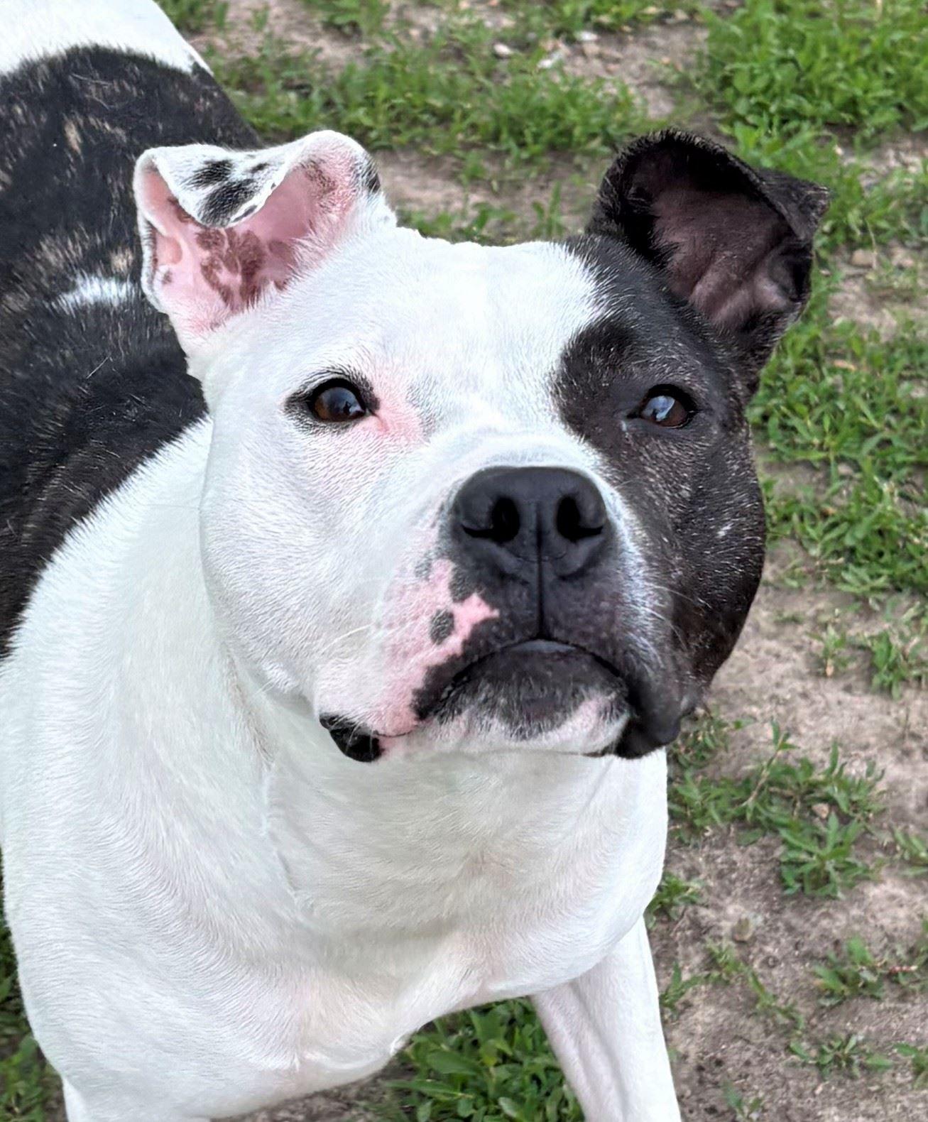 Frannie, ADOPTABLE, Adult Female Pit Bull Terrier.