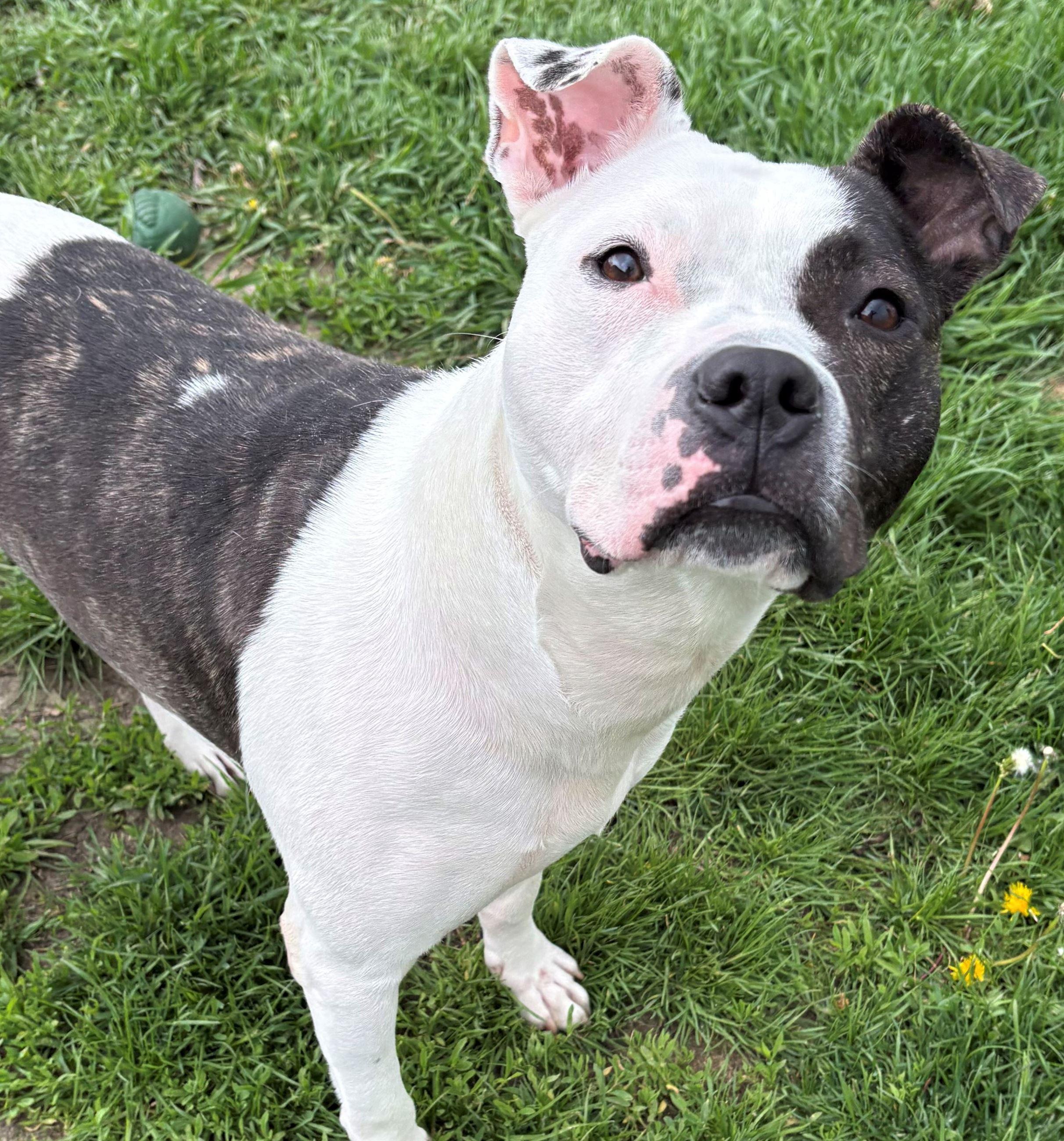 Enlarge Frannie, a ADOPTABLE mixed breed in Iowa City, IA image 2/3