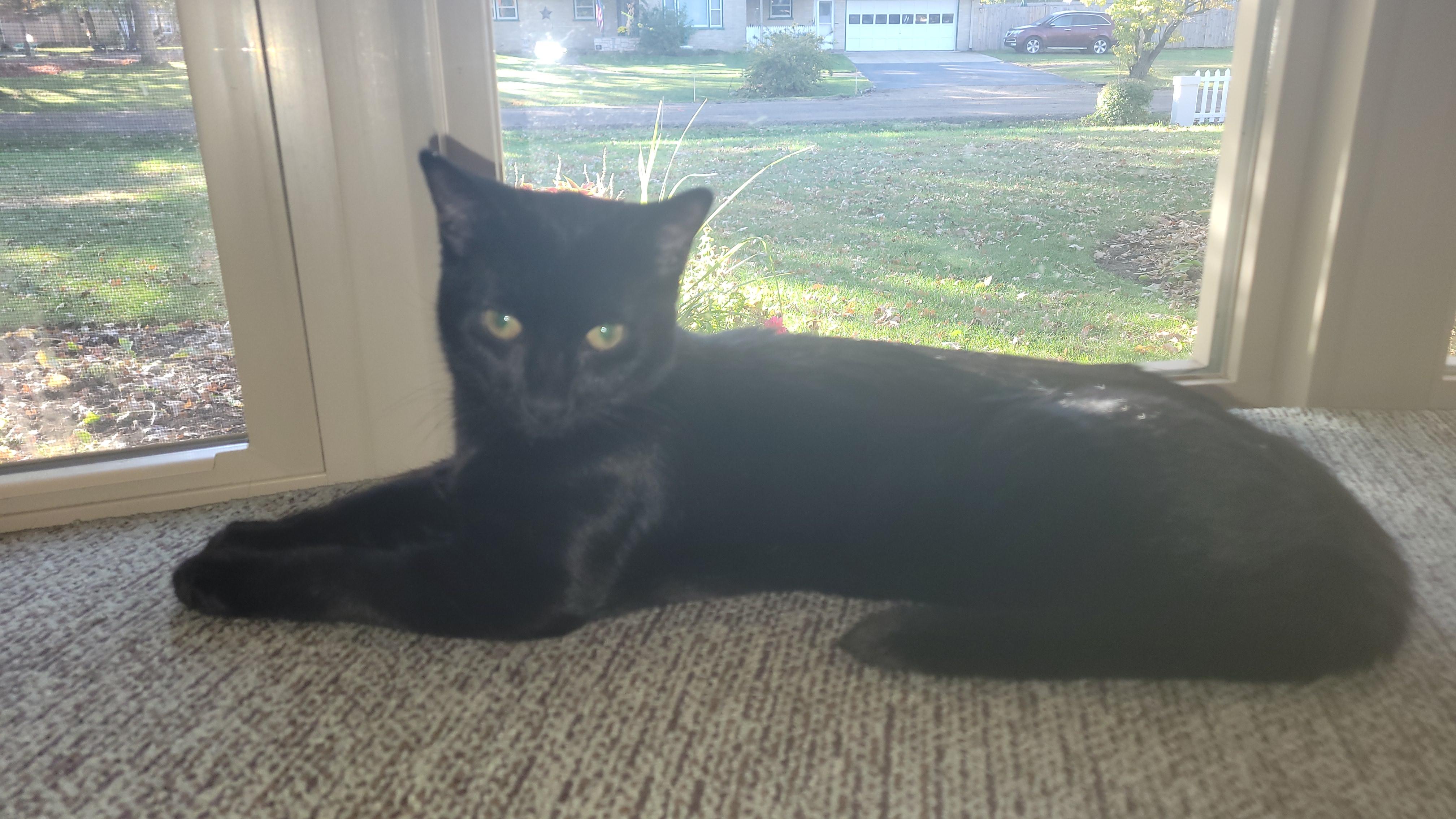 Harley & Haley *Bonded Pair*