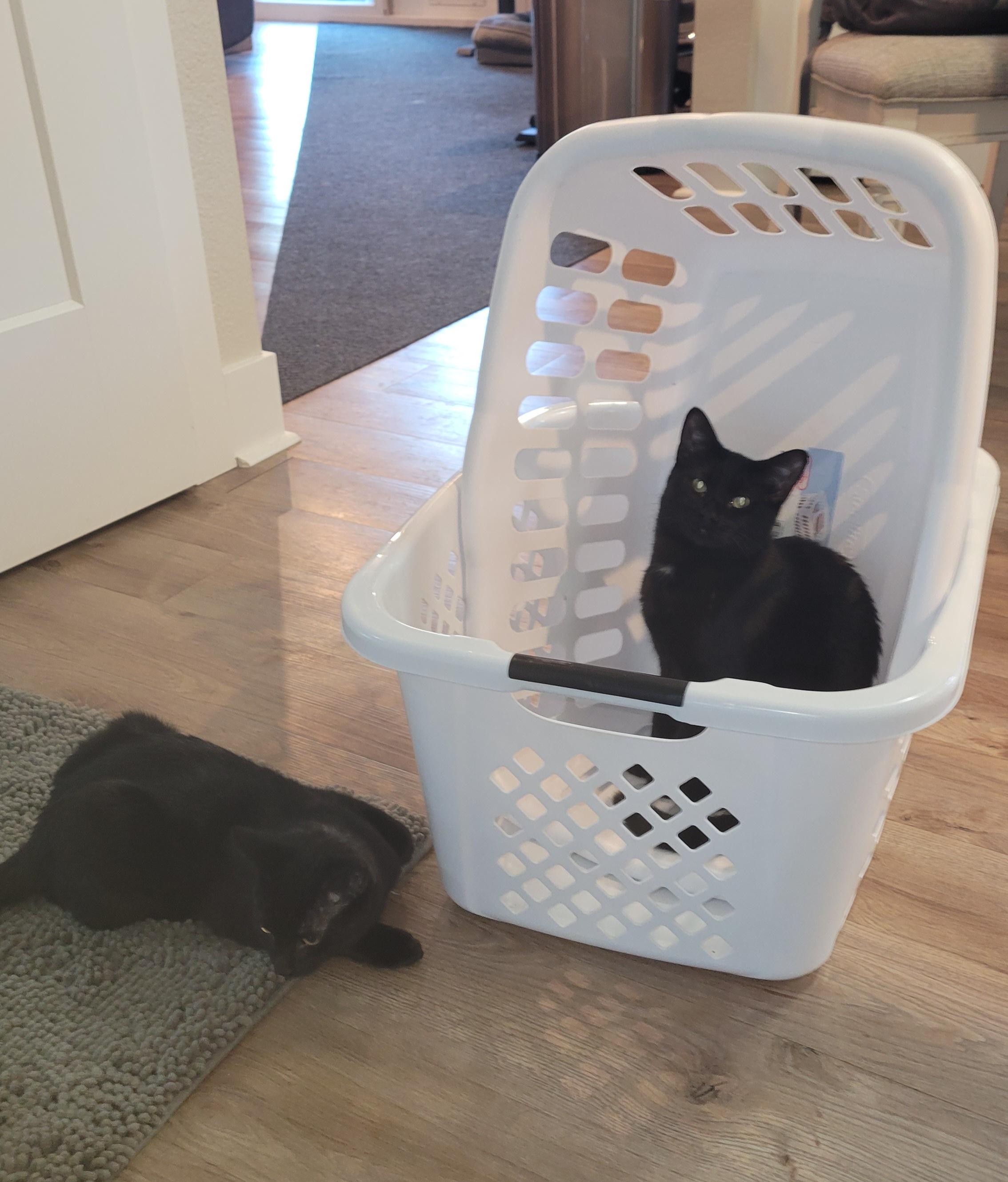 Harley & Haley *Bonded Pair*