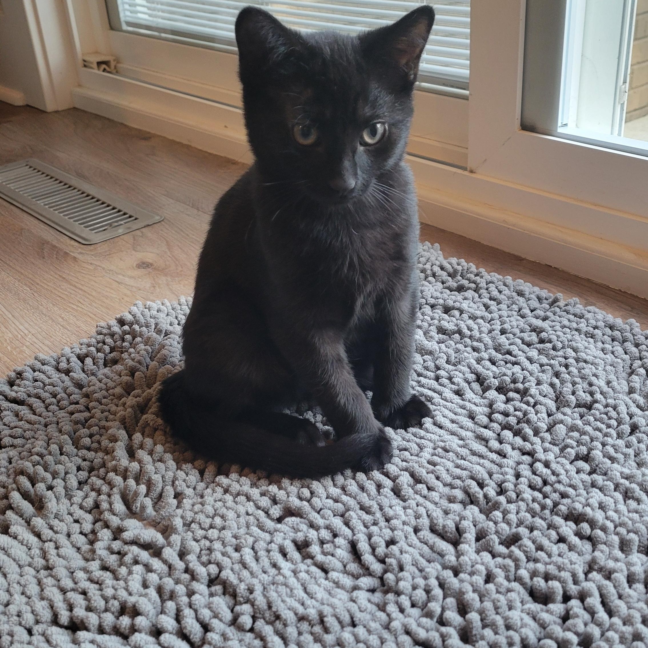 Harley & Haley *Bonded Pair*