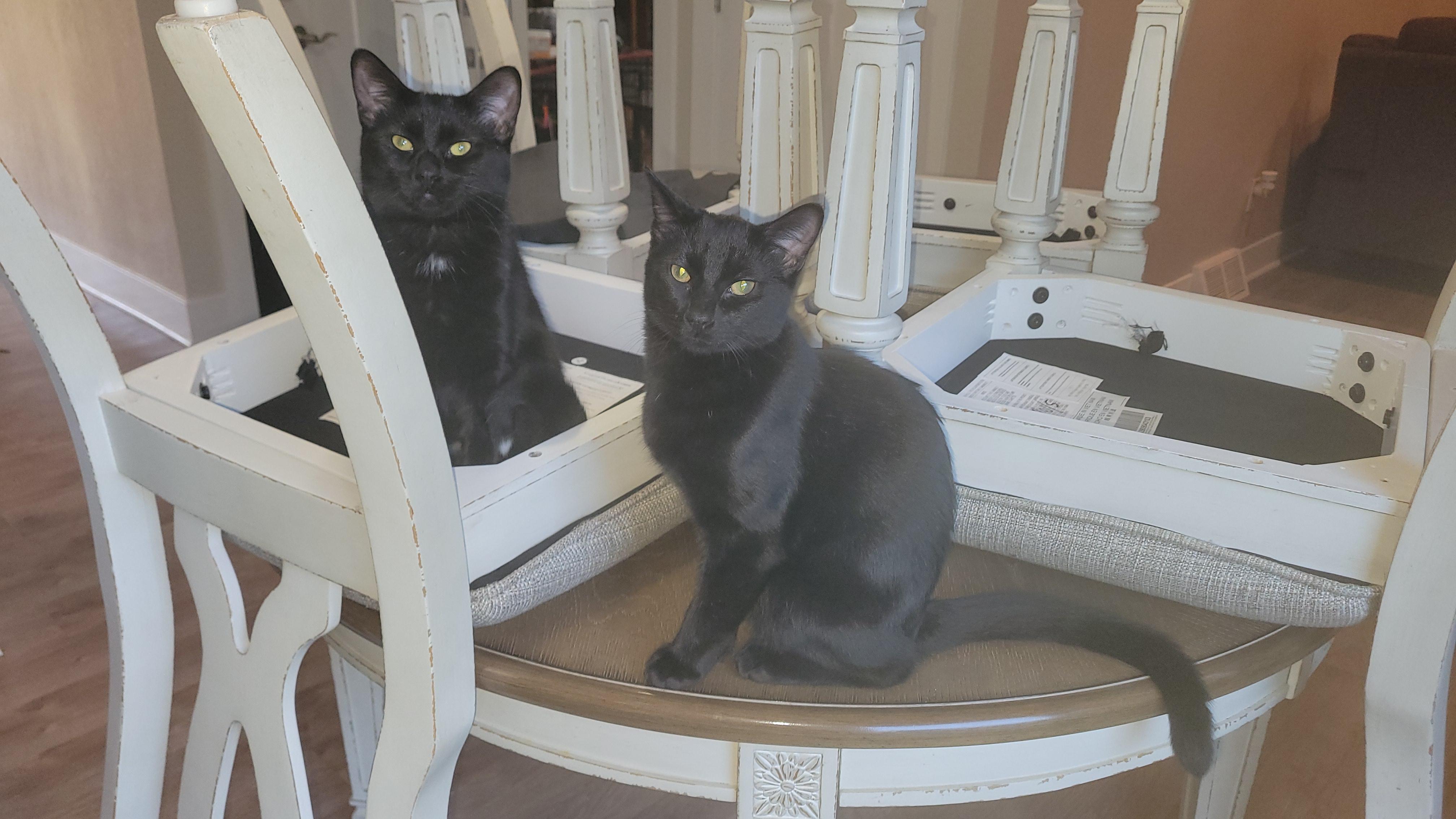 Harley & Haley *Bonded Pair*