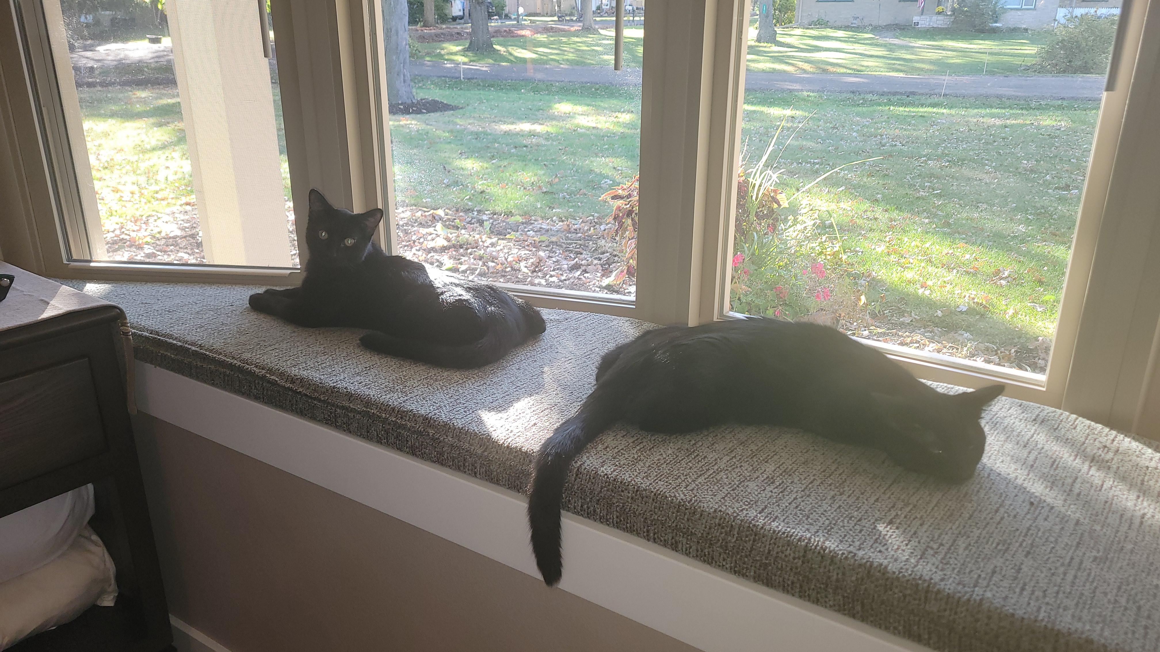 Harley & Haley *Bonded Pair*