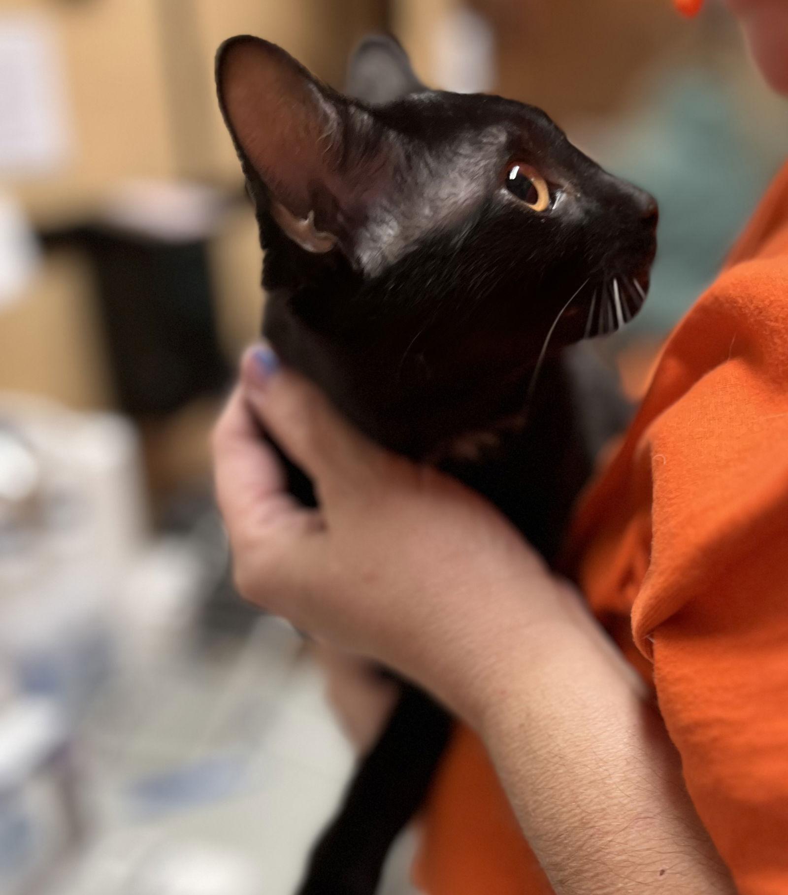 Pumpkin, a Adoptable Domestic Short Hair in Scottsdale, AZ image 1/2