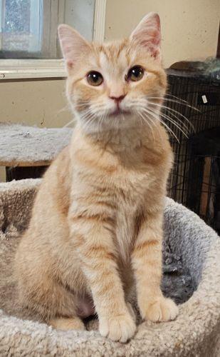 Declan, an adopted mixed breed in Bethlehem, PA image 2/2