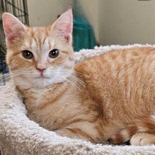 Declan, adopted, Young Male Domestic Short Hair & Tabby.