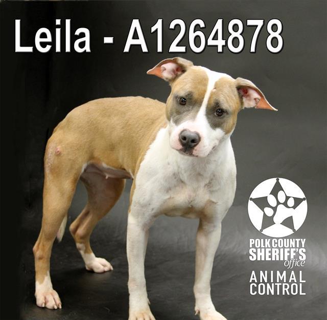 Enlarge LEILA, a Adoptable mixed breed in Winter Haven, FL image 1/1