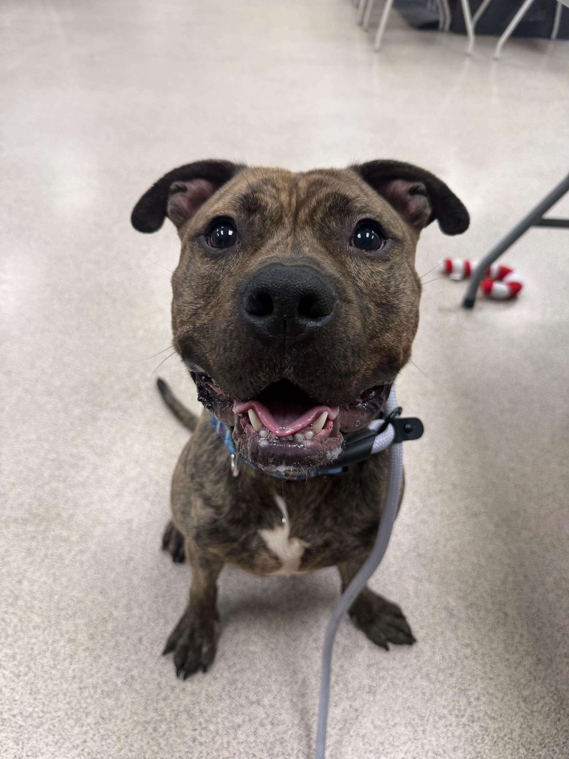 Enlarge Mikey, a ADOPTABLE mixed breed in Teterboro, NJ image 1/1