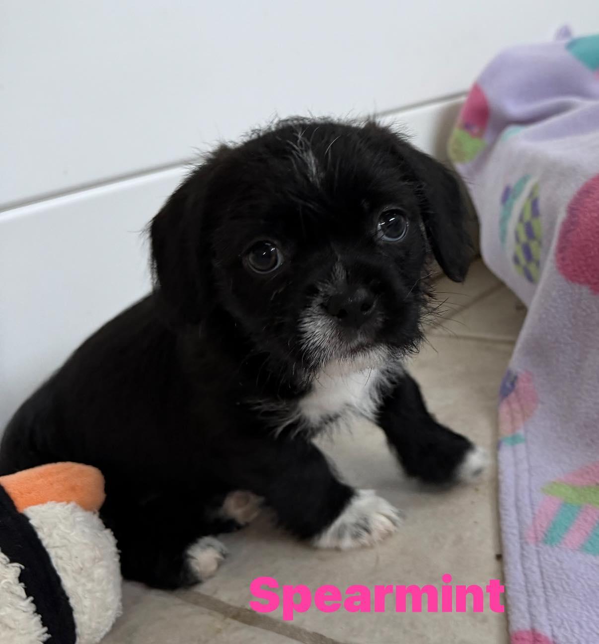 Spearmint, Adoptable, Puppy Female Shih Tzu & Irish Terrier.