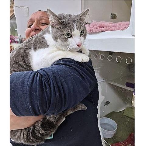 Mivs, ADOPTABLE, Adult Female Tabby.