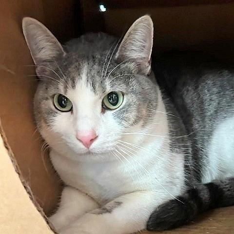 Enlarge Mivs, a ADOPTABLE Tabby in Salt Lake City, UT image 1/2