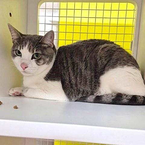 Enlarge Mivs, a ADOPTABLE Tabby in Salt Lake City, UT image 2/2