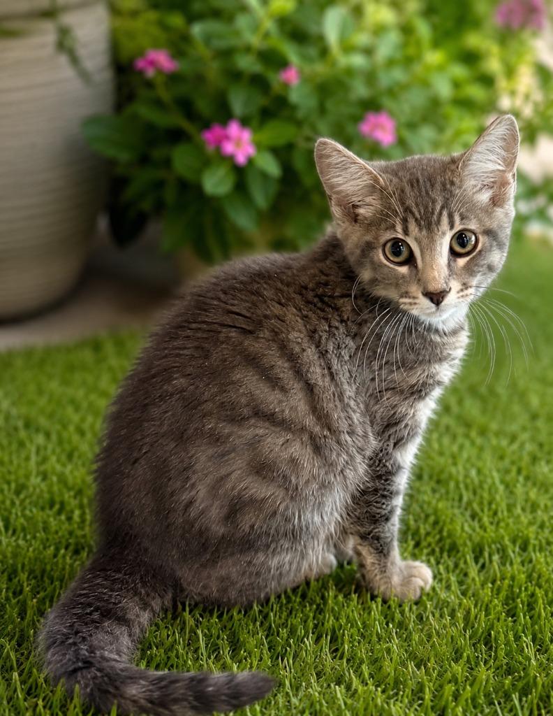 Tom Sawyer, Adoptable, Kitten Male Domestic Medium Hair.