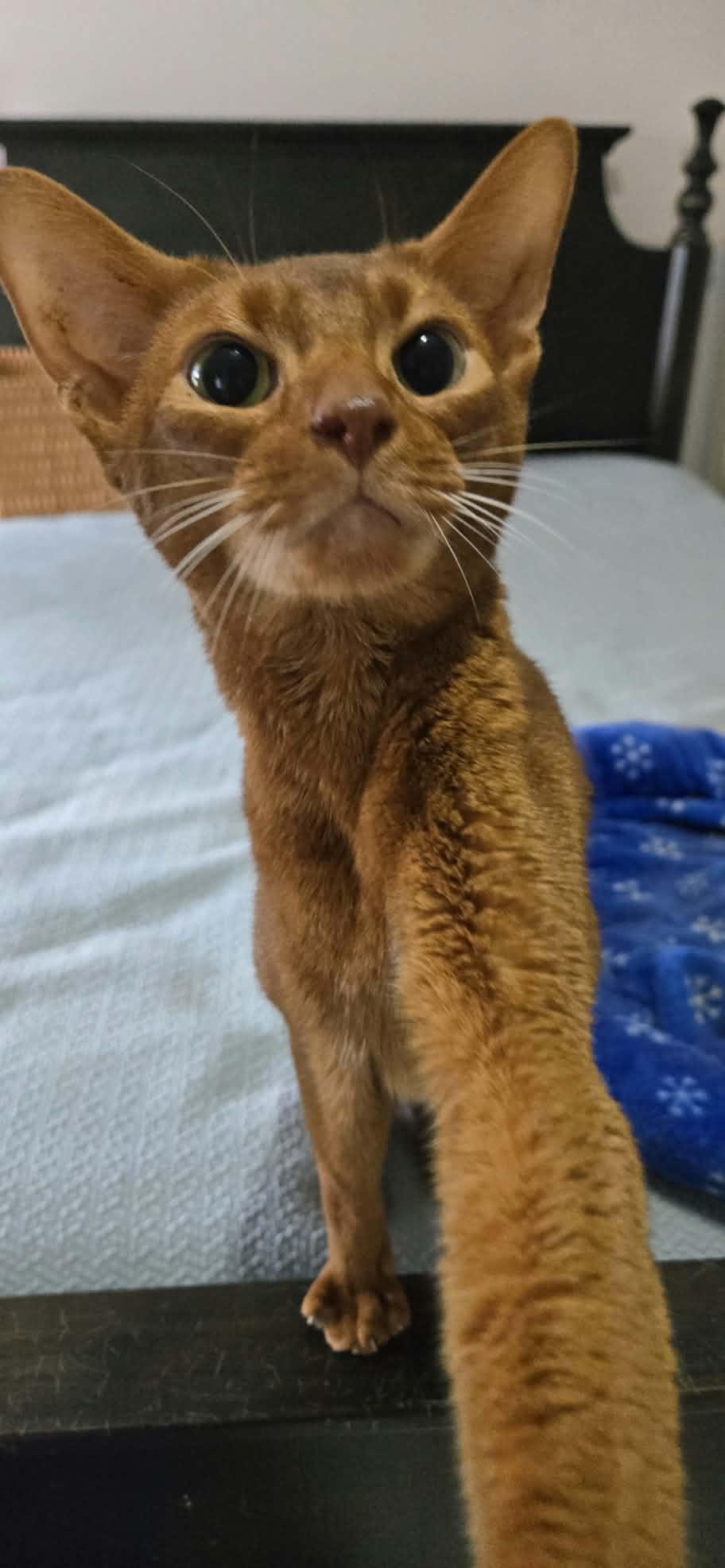Enlarge Roo, a Adoptable Abyssinian in Kimberton, PA image 3/3