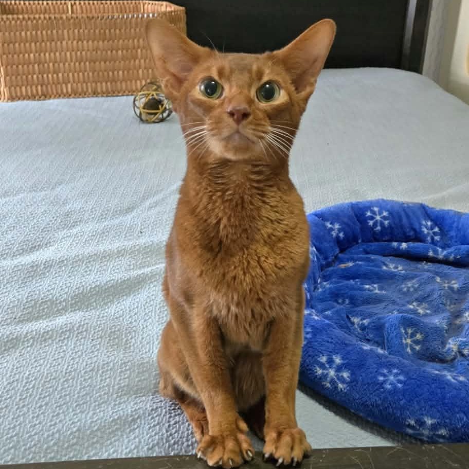 Enlarge Roo, a Adoptable Abyssinian in Kimberton, PA image 2/3