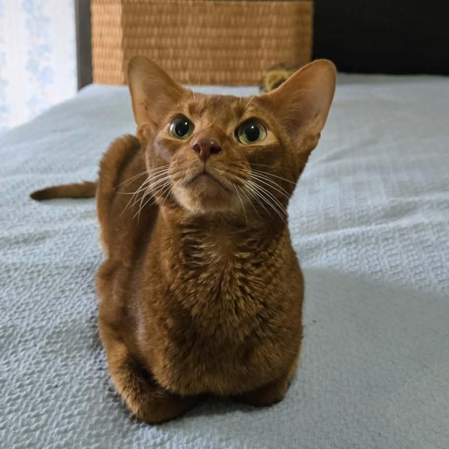 Roo, Adoptable, Adult Male Abyssinian.