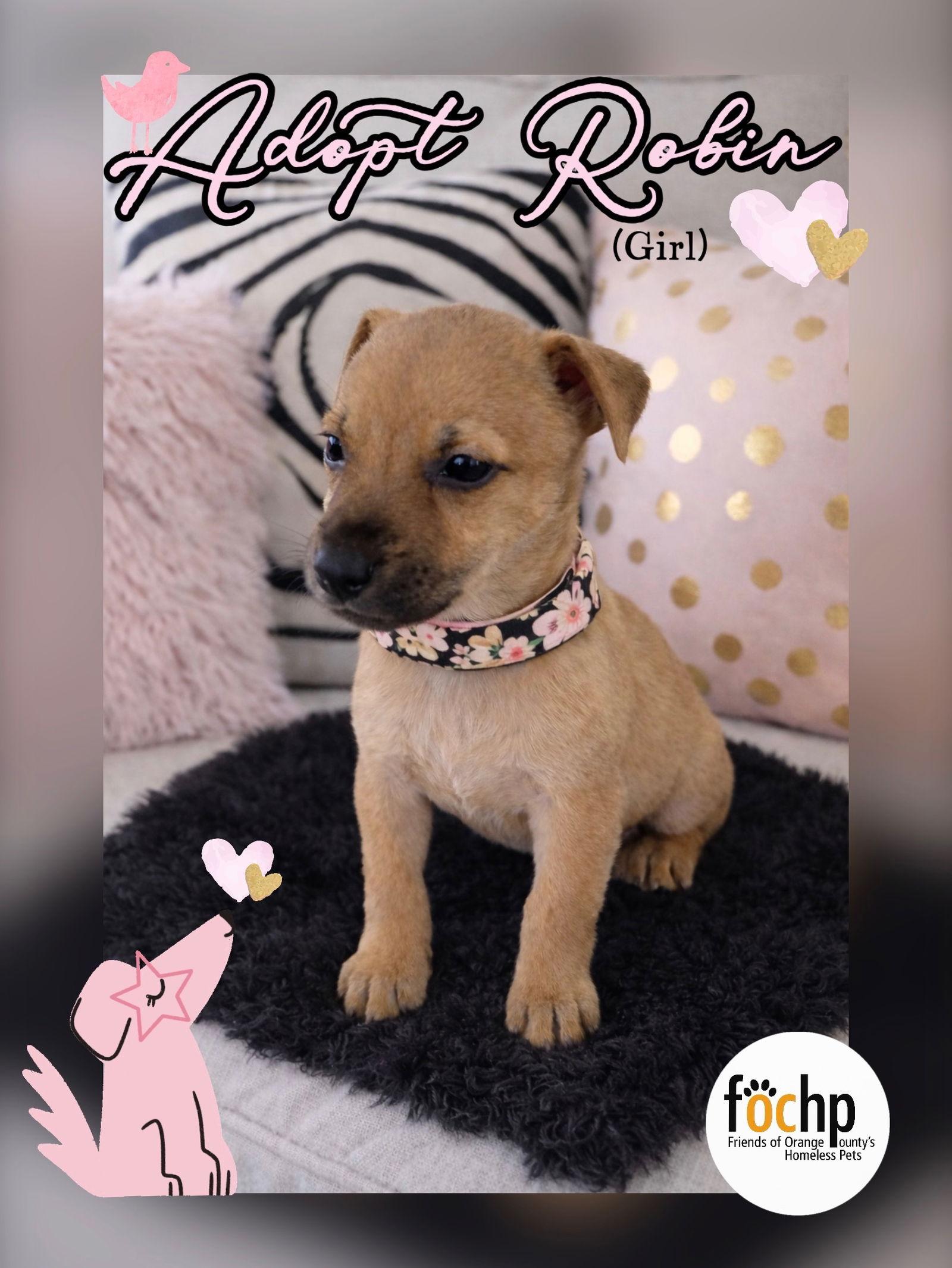 Robin, Adoptable, Puppy Female Chihuahua & Dachshund.