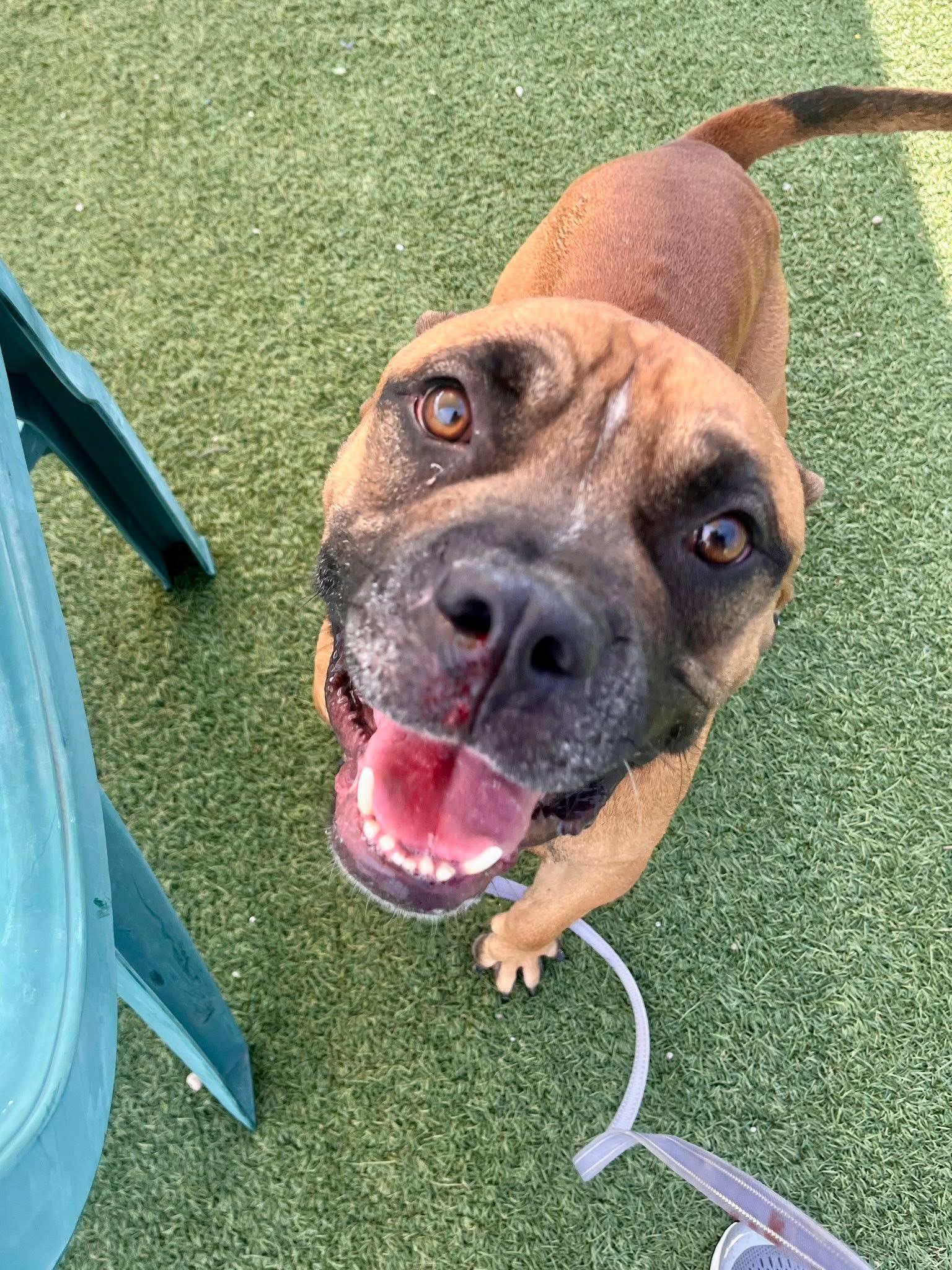 Kovu