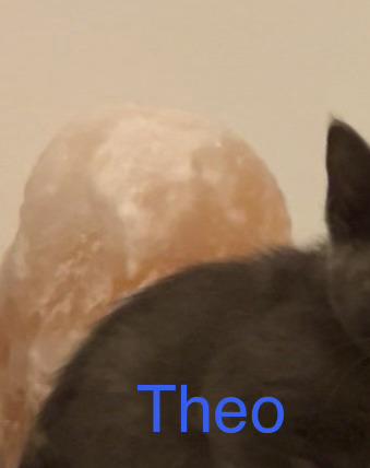 Theodore, Adoptable, Kitten Male Russian Blue.