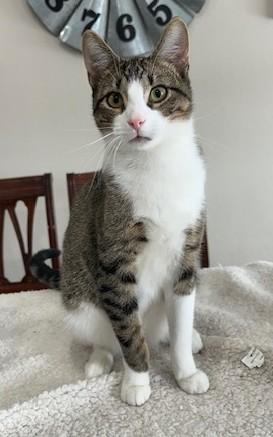 America, adoptable, Adult Male Tabby.