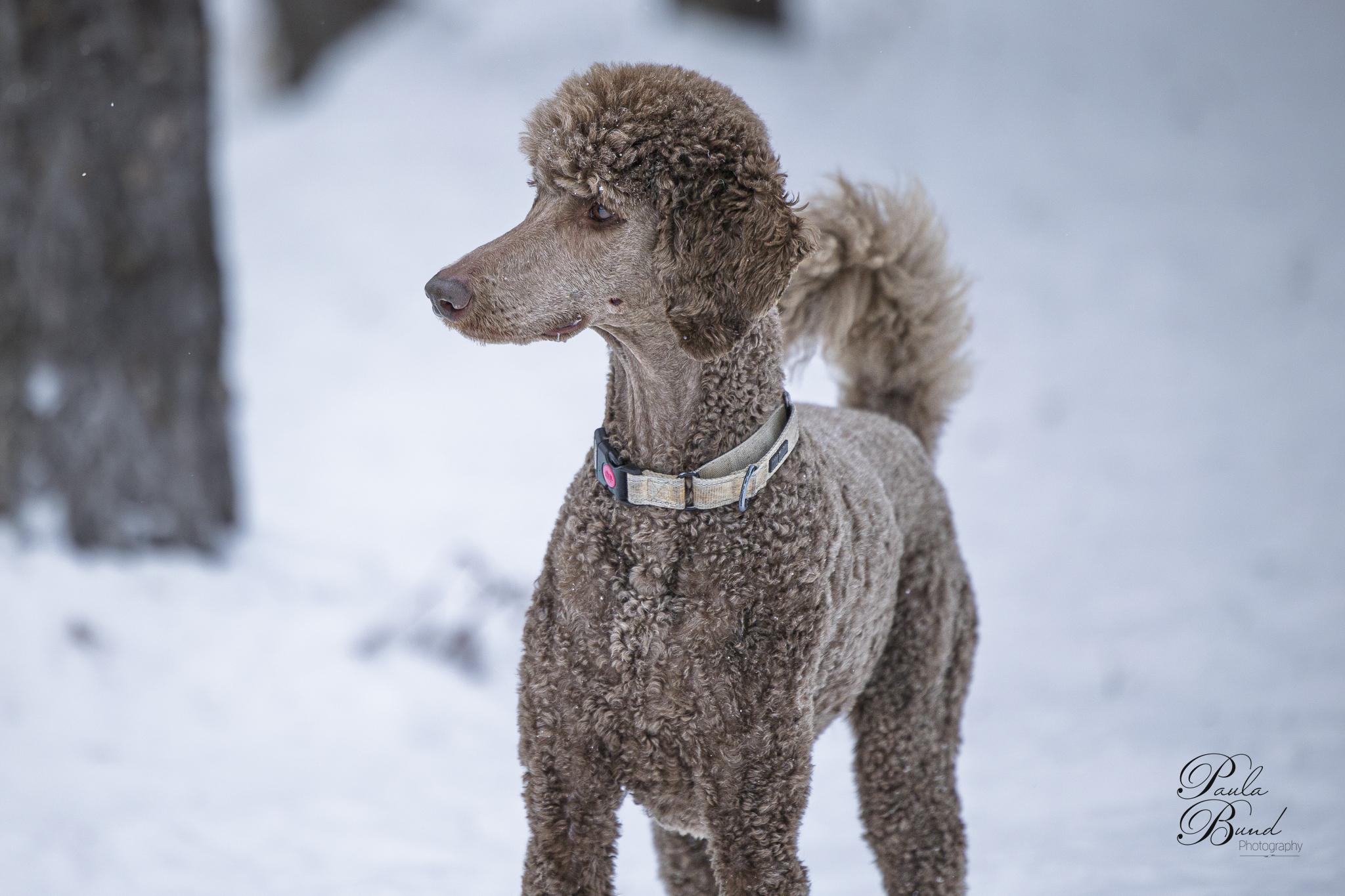Enlarge Hubert, a ADOPTABLE Standard Poodle in Bowmanville, ON image 1/2