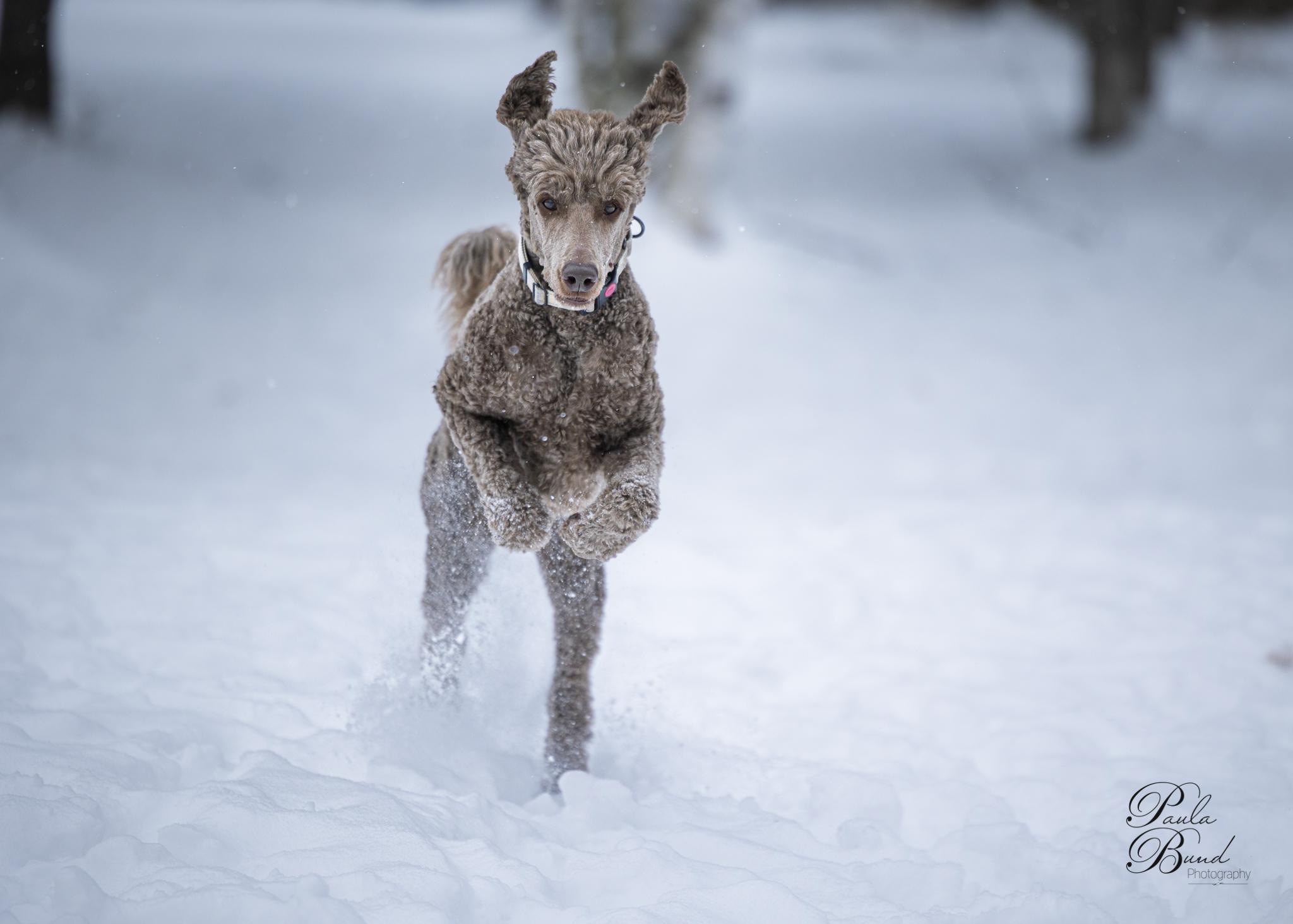 Enlarge Hubert, a ADOPTABLE Standard Poodle in Bowmanville, ON image 2/2