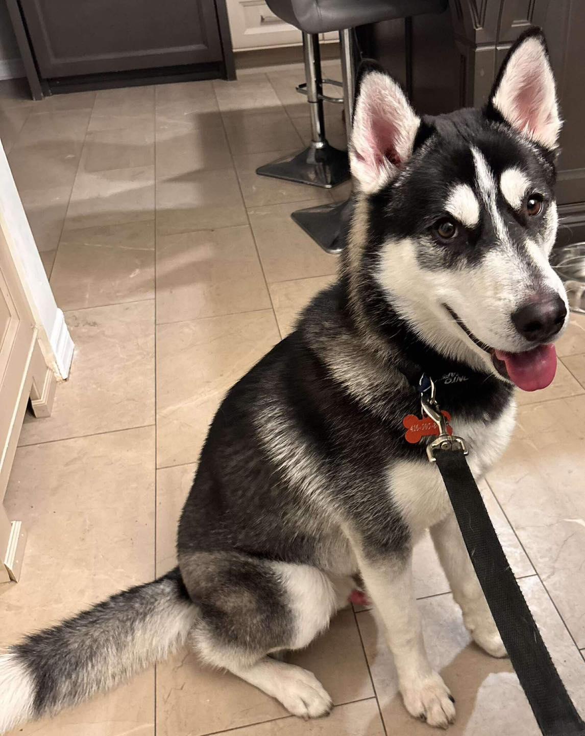 Rocky, ADOPTABLE, Young Male Husky.