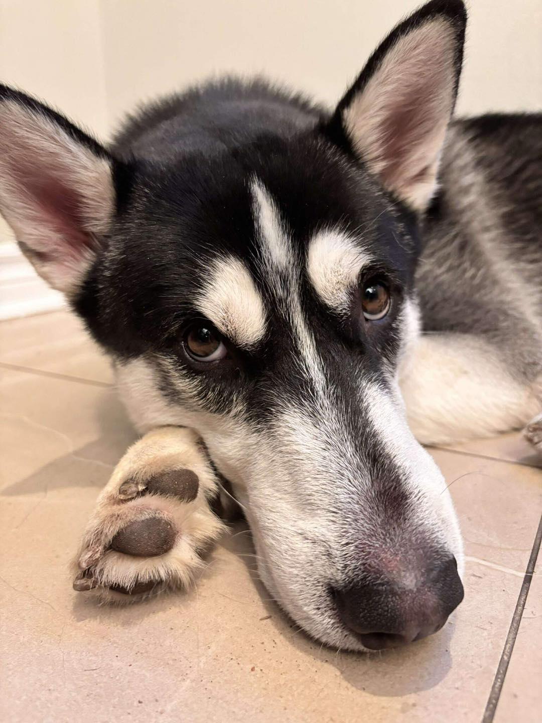 Rocky, a ADOPTABLE Husky in Markham, ON image 4/4