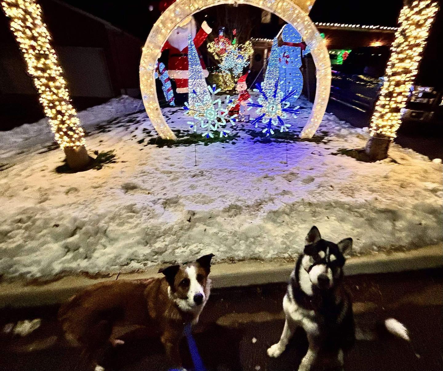 Rocky, a ADOPTABLE Husky in Markham, ON image 3/4