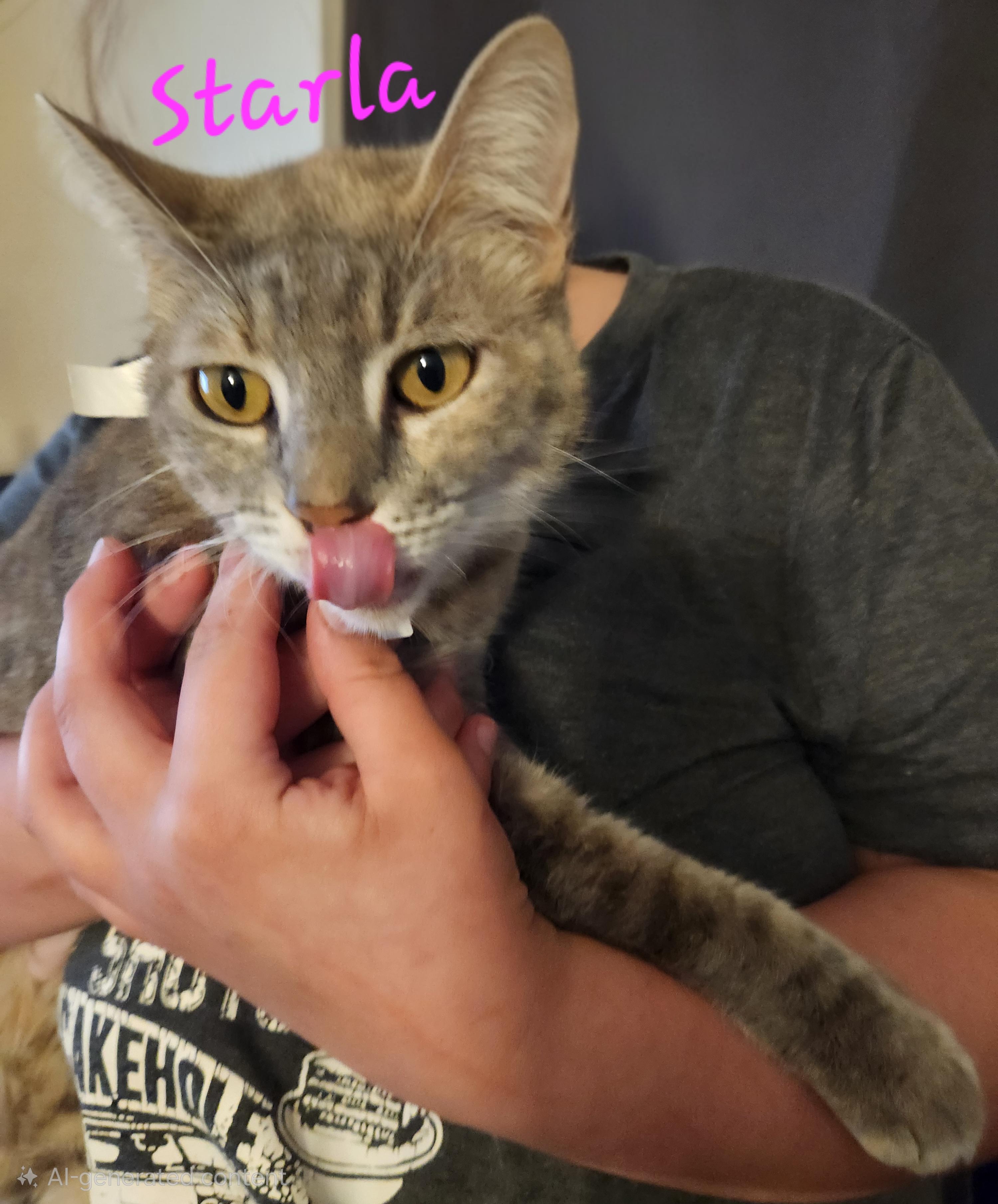 Enlarge Starla, a ADOPTABLE Domestic Short Hair in Mount Pleasant, TX image 4/4