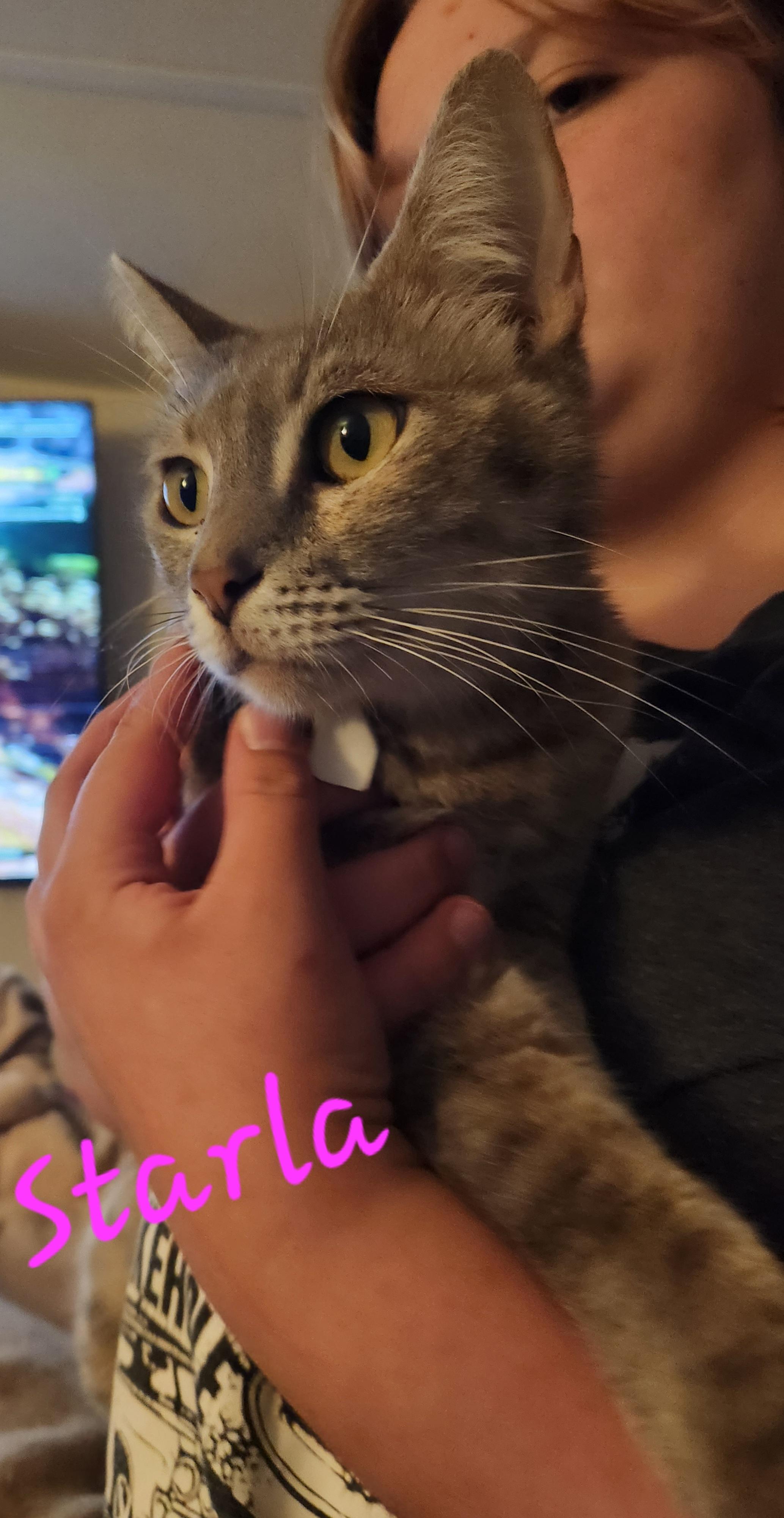 Enlarge Starla, a ADOPTABLE Domestic Short Hair in Mount Pleasant, TX image 3/4