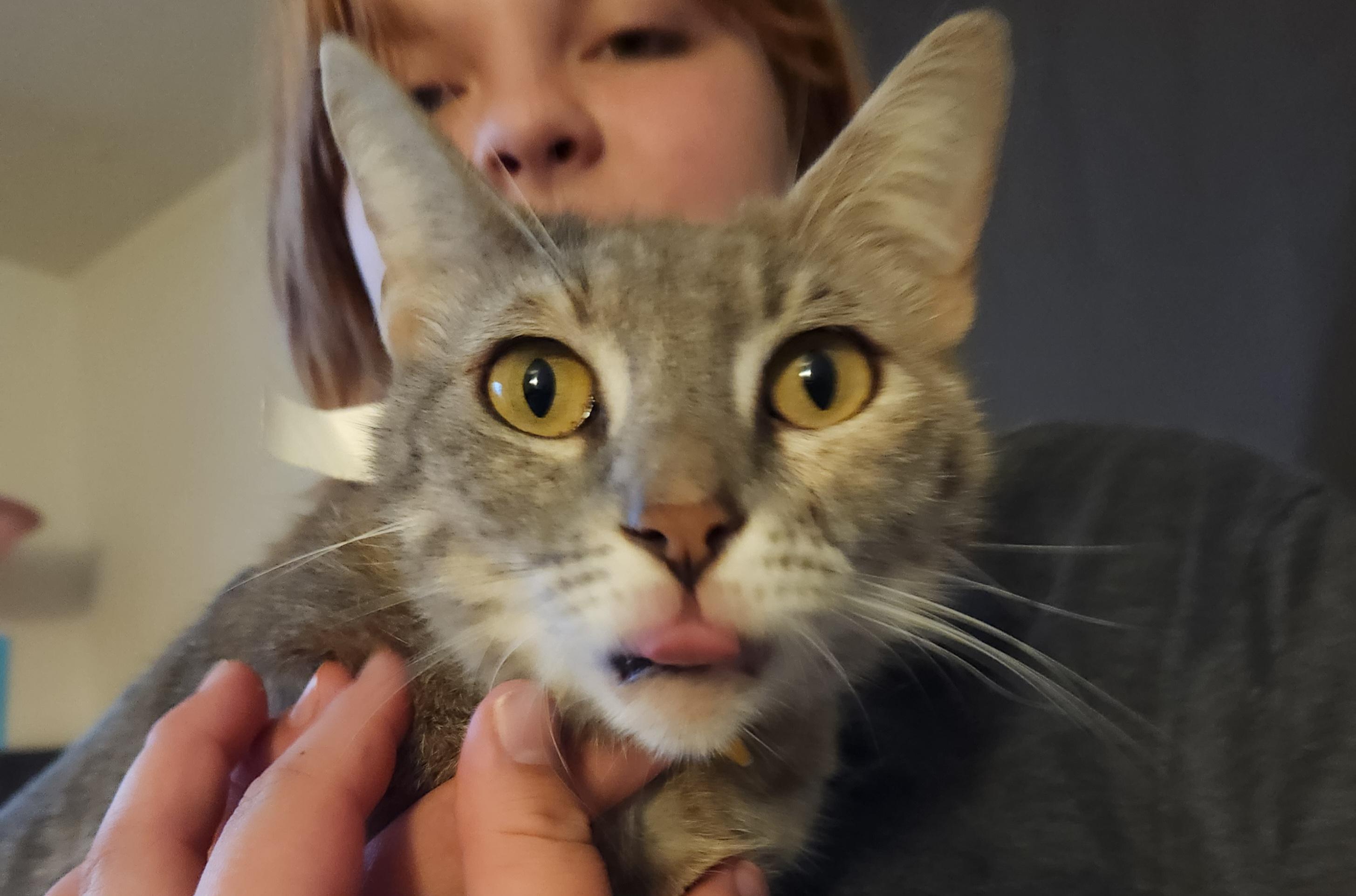 Enlarge Starla, a ADOPTABLE Domestic Short Hair in Mount Pleasant, TX image 2/4