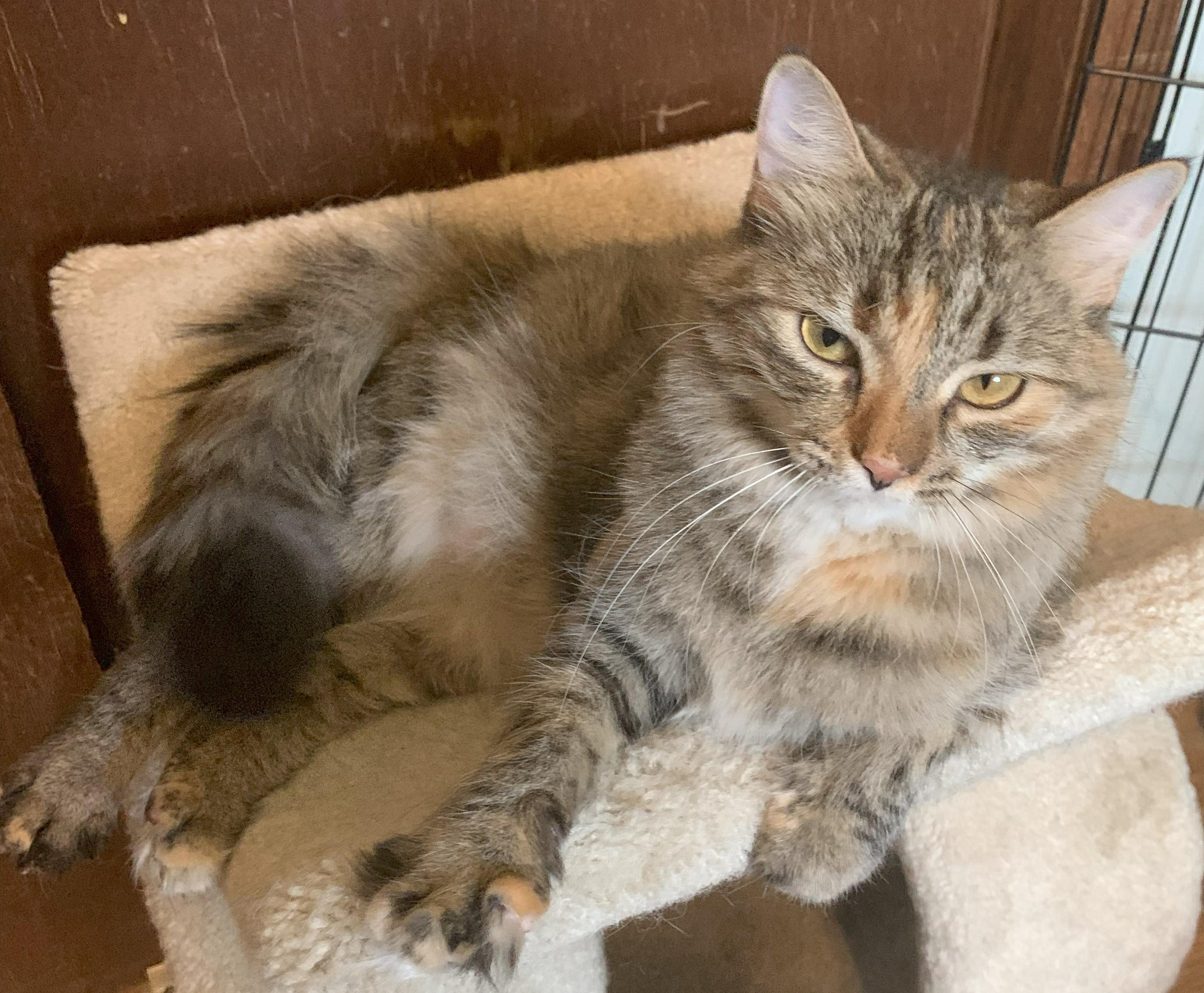 Winter23, Adoptable, Adult Female Domestic Long Hair.