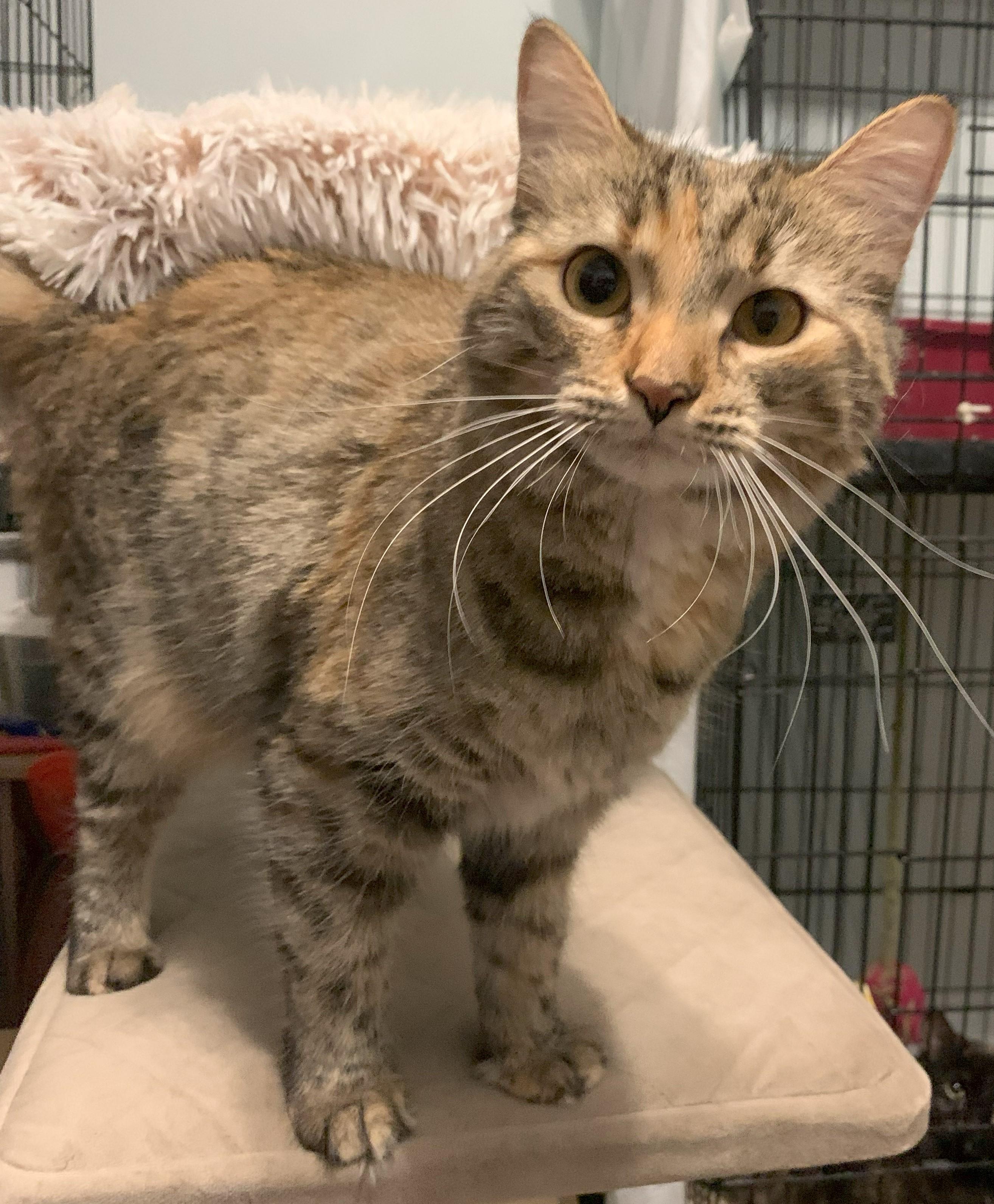 Winter23, a Adoptable Domestic Long Hair in Milwaukee, WI image 2/6