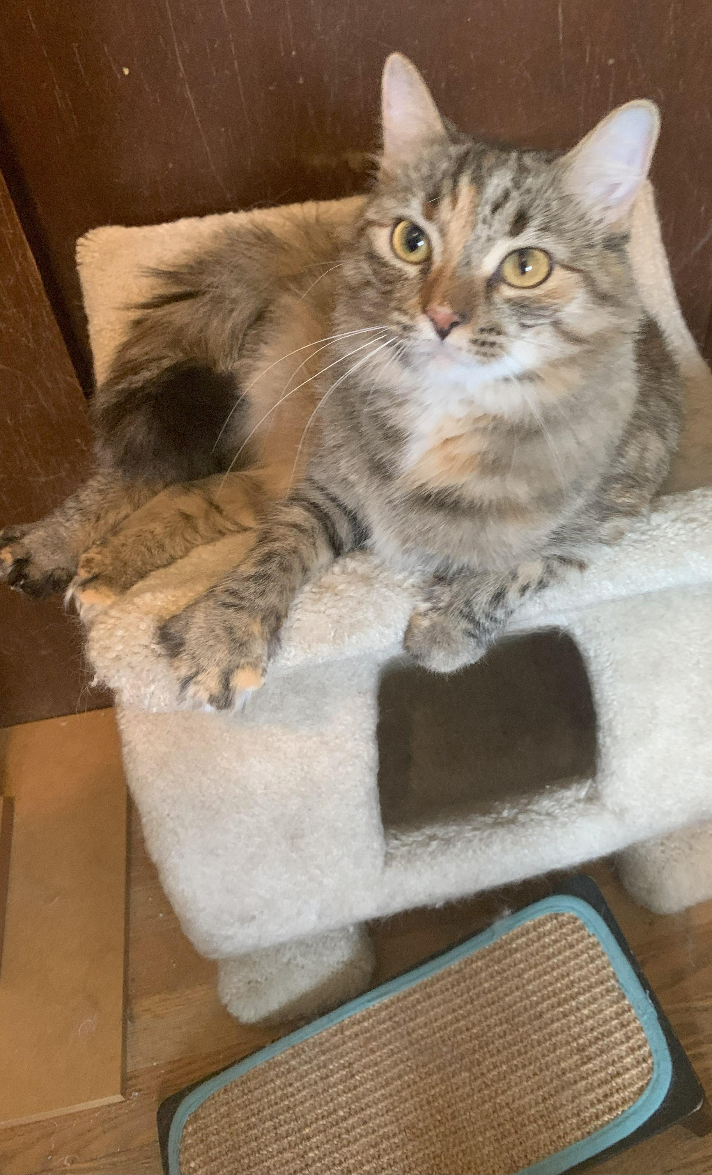 Winter23, a Adoptable Domestic Long Hair in Milwaukee, WI image 3/6