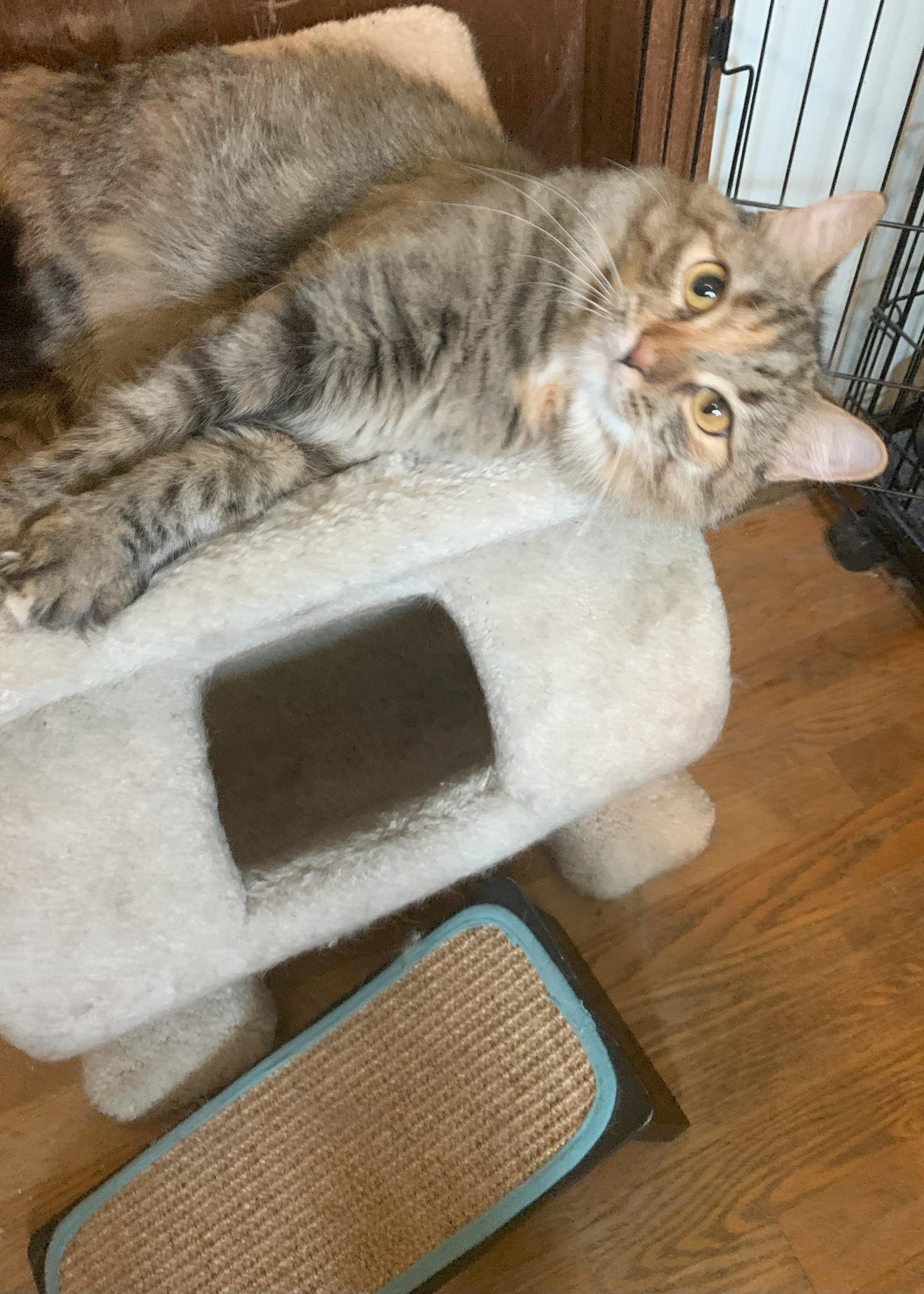 Winter23, a Adoptable Domestic Long Hair in Milwaukee, WI image 4/6