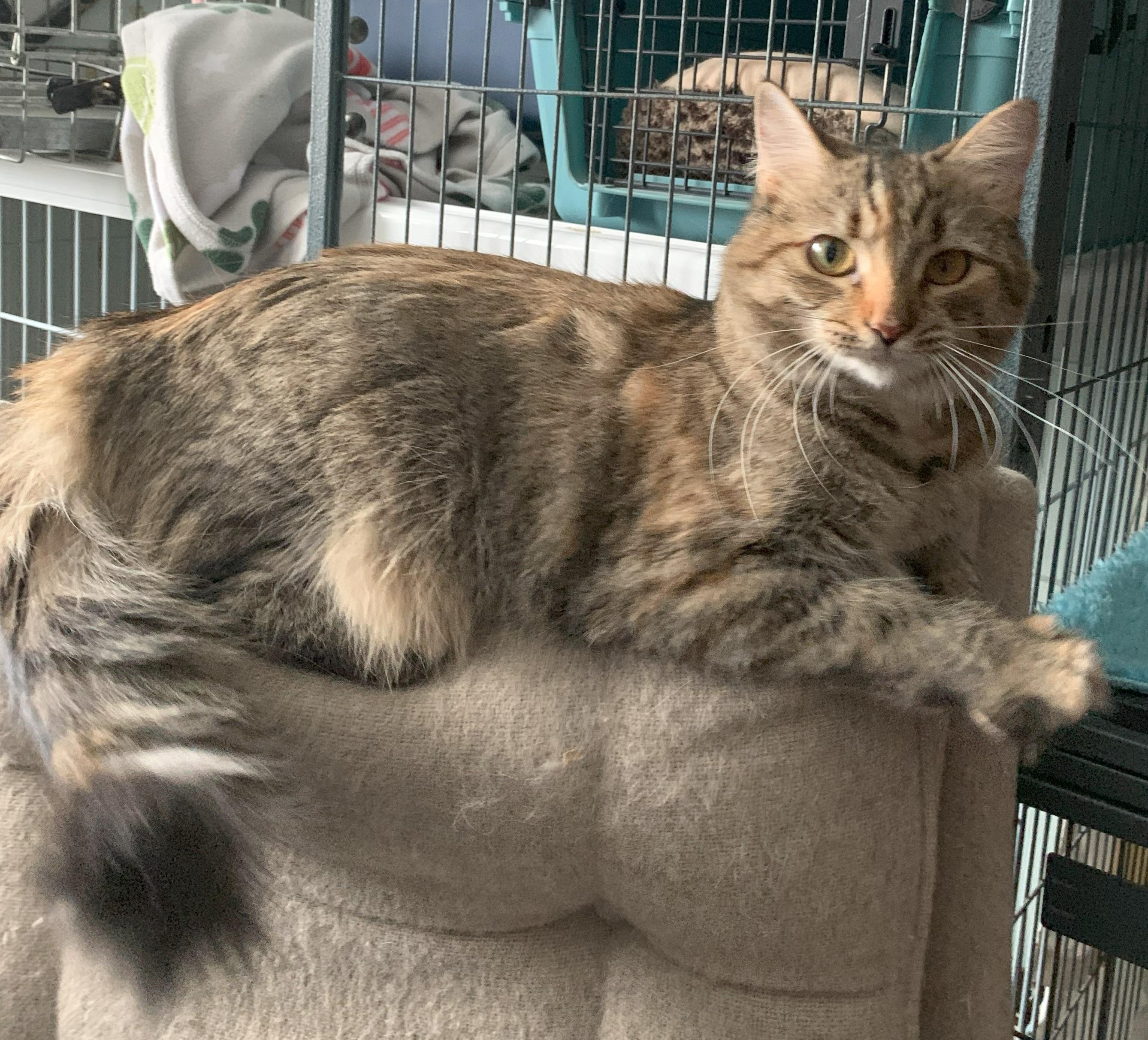 Winter23, a Adoptable Domestic Long Hair in Milwaukee, WI image 5/6