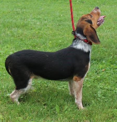 Scout (12036), an adopted mixed breed in Heath, OH image 2/2
