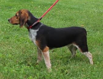 Scout (12036), an adopted mixed breed in Heath, OH image 1/2