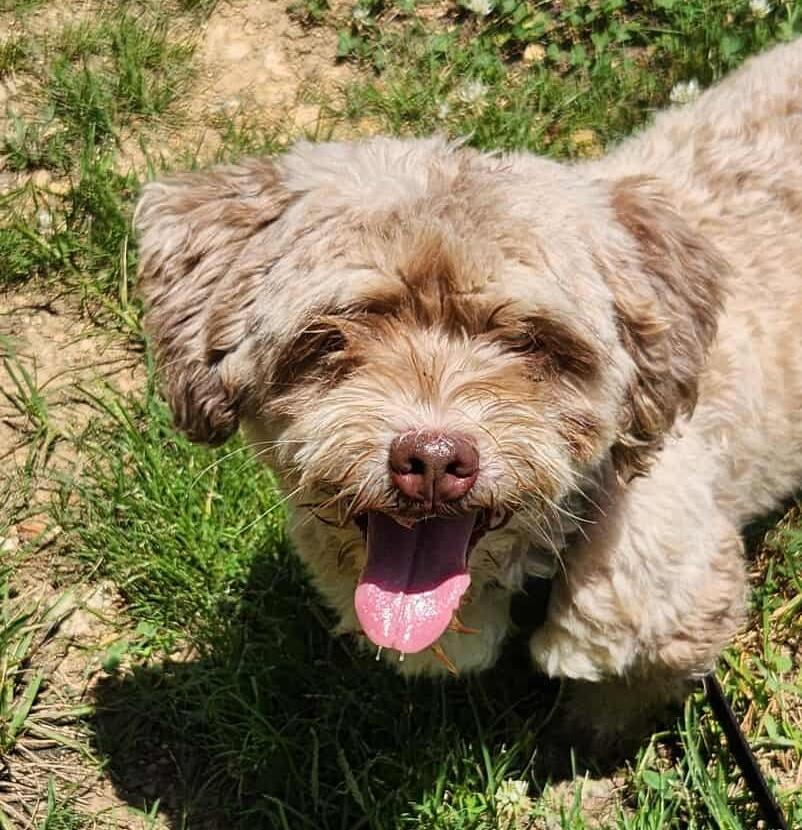 Rosie