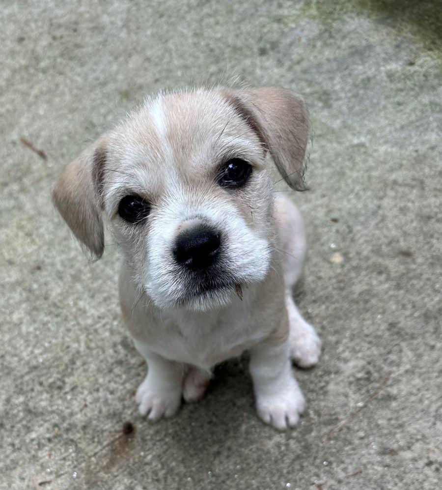 Luna, Adopted, Puppy Female French Bulldog & Maltese.