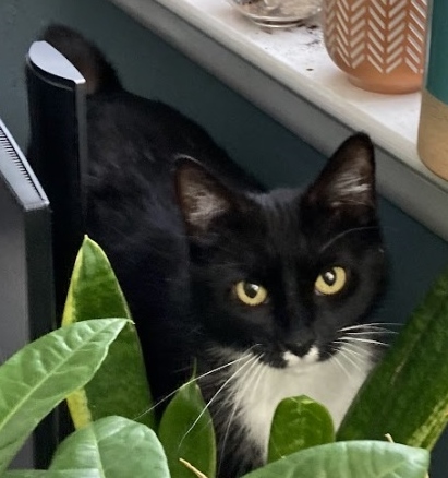 Missy, a Adoptable Domestic Short Hair in Philadelphia, PA image 1/18