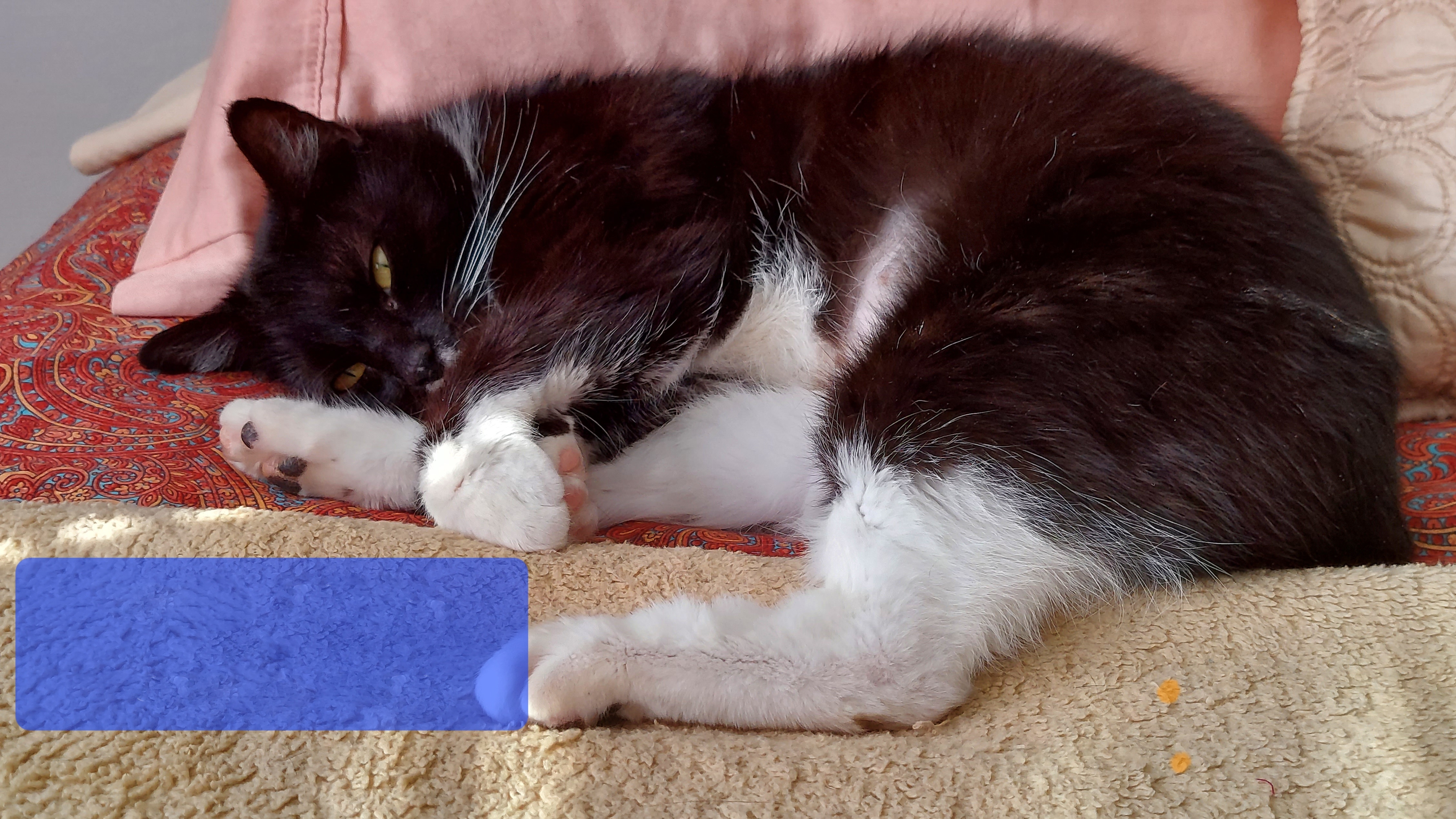 Missy, a Adoptable Domestic Short Hair in Philadelphia, PA image 2/18